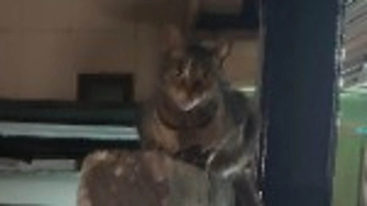 支援金での購入品