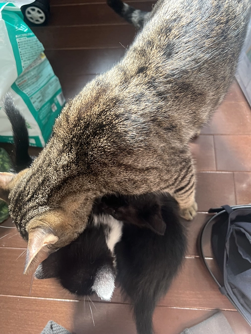 残り60時間切りました!