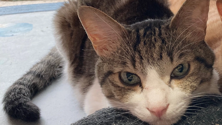 【助けてください】愛猫の鼻腔内腫瘍の治療費のご協力再挑戦】