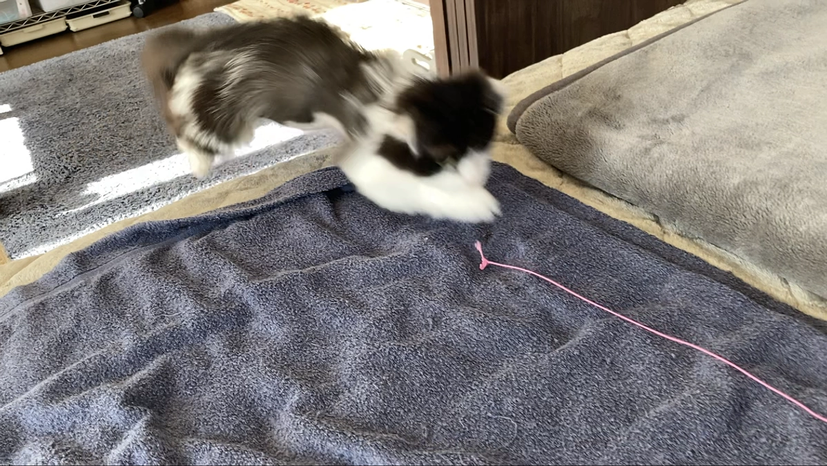 11/18〜19のテオくんの様子