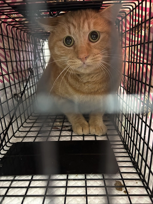 二月TNR活動ご報告🐱