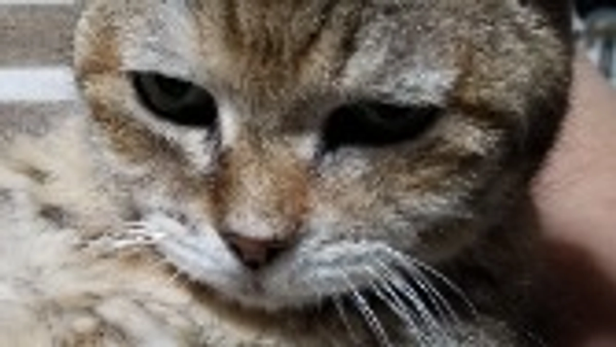 しゃーに会いに行ってきました。