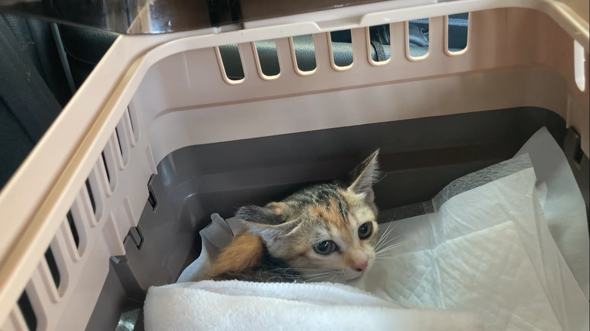 子猫3匹ワクチン、検査行ってきました！