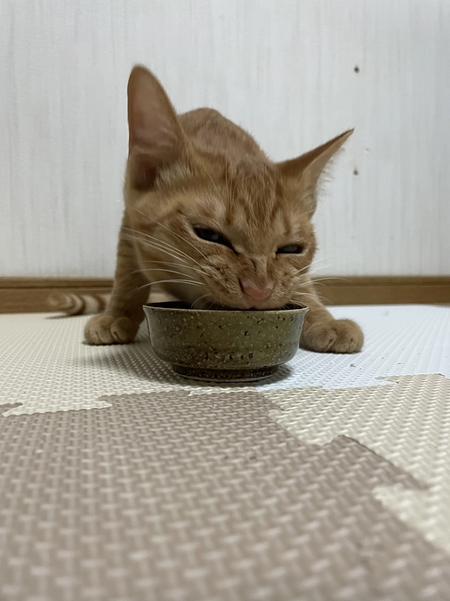 最近のめいちゃん⑥