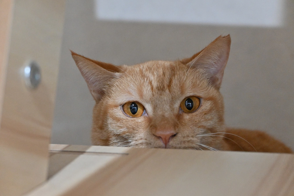 ホーリーハウスでの日々と、猫たちの今