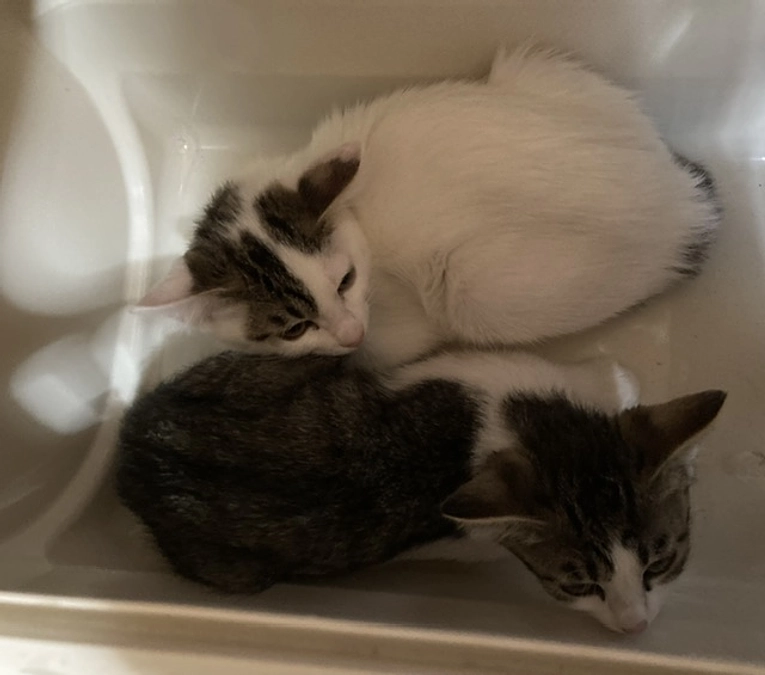 子猫たちが小さいままで、他の猫のワクチンどころではなくなりました・・・