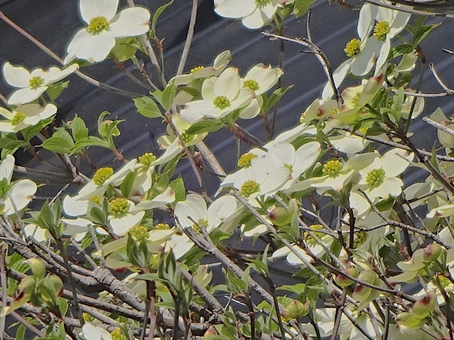 diary Vol.61　近況や闘病のお話。