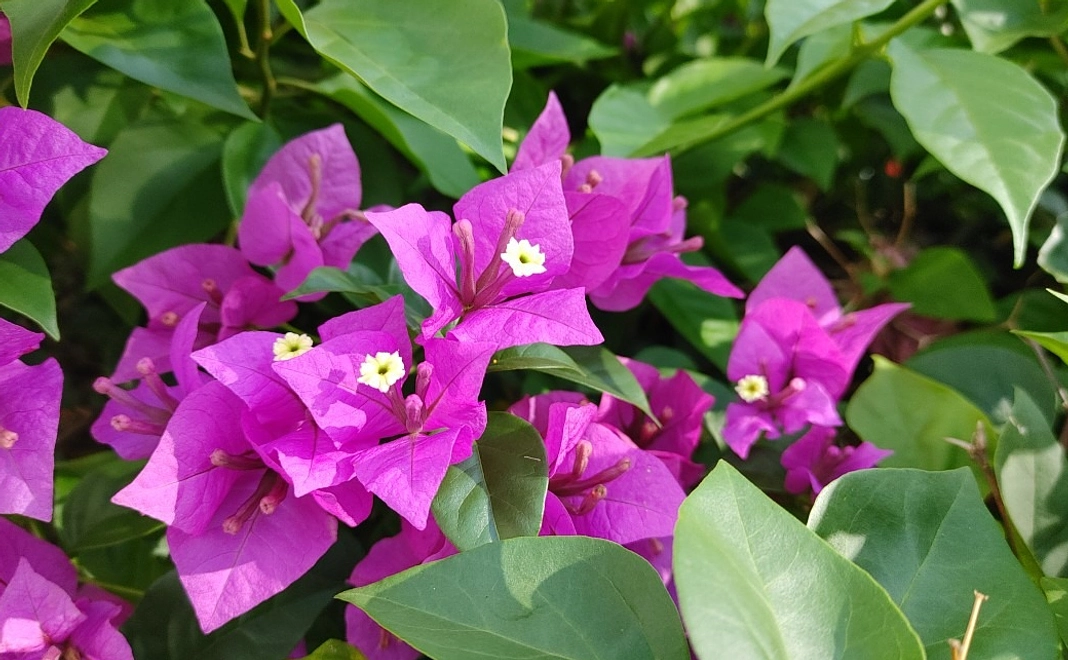 マレーシア・ありがとうコース