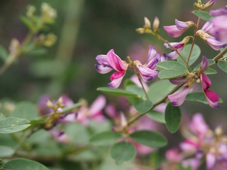 各返礼品について