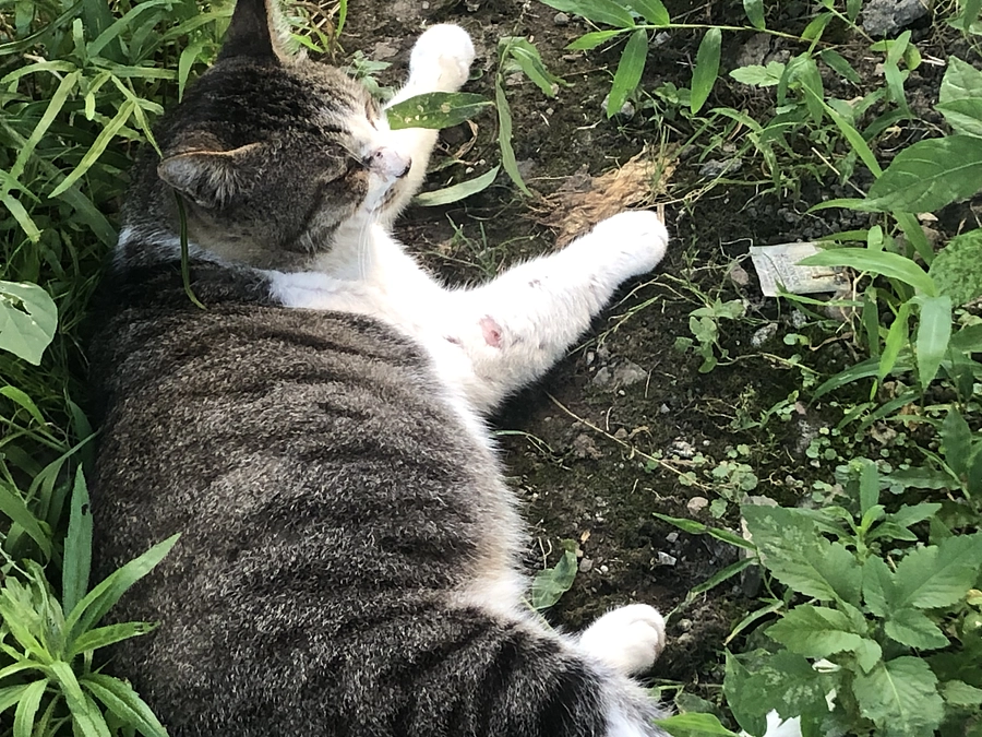 ボス猫が負傷しました