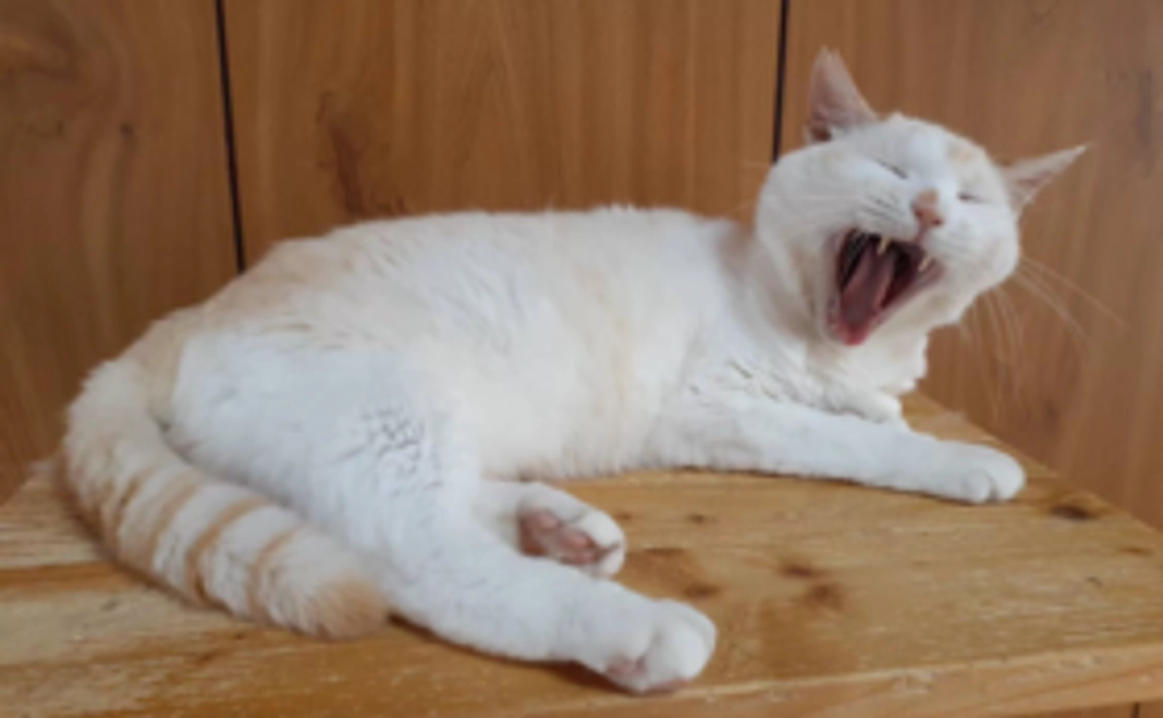 【3,000円】ハーツ活動応援コース