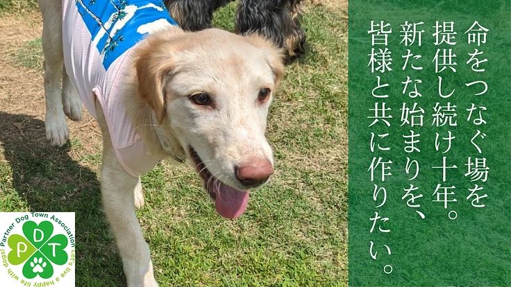 保護犬の縁を繋ぎ続け10年。新たな一歩を皆様と共に踏み出すために。