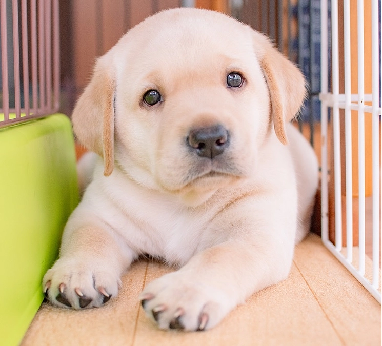 盲導犬写真展開催中（２０２３／１０／０３）