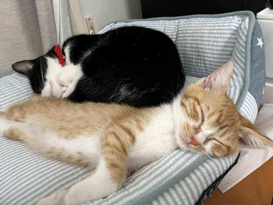 【終了まであと9日】ボランティアメッセージリレー④（預かりボランティア：山口さん）