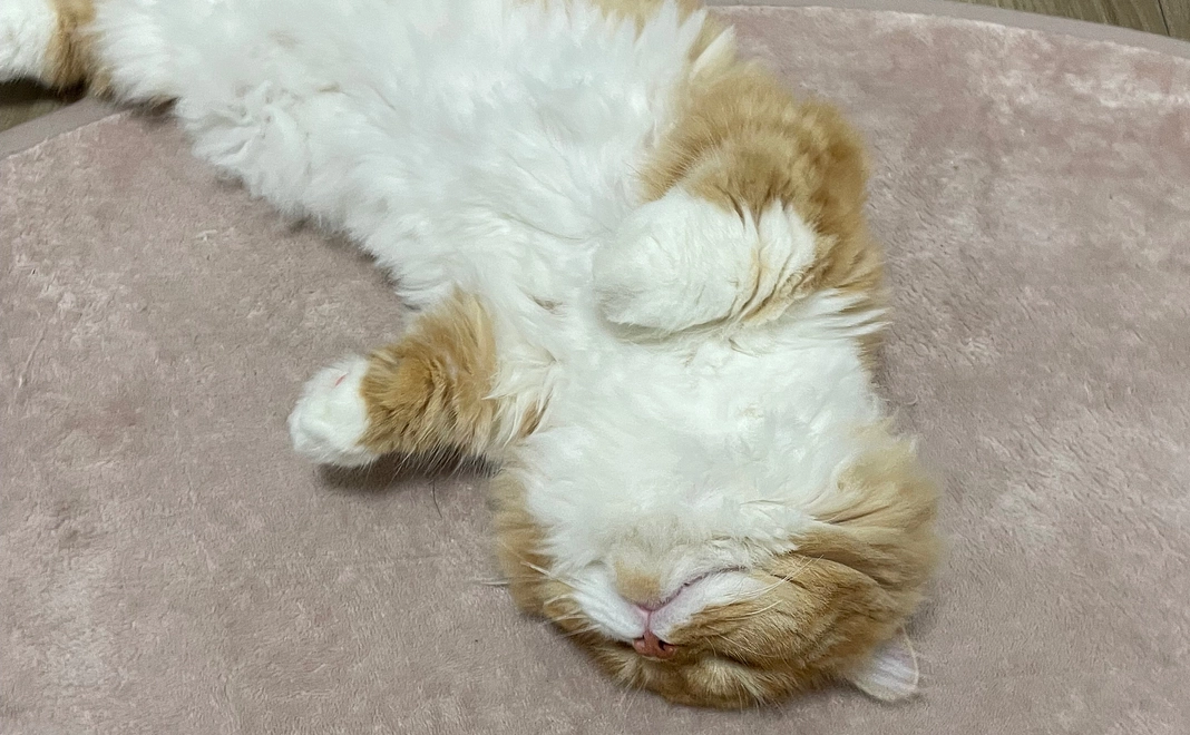 きなこ見守りコース！