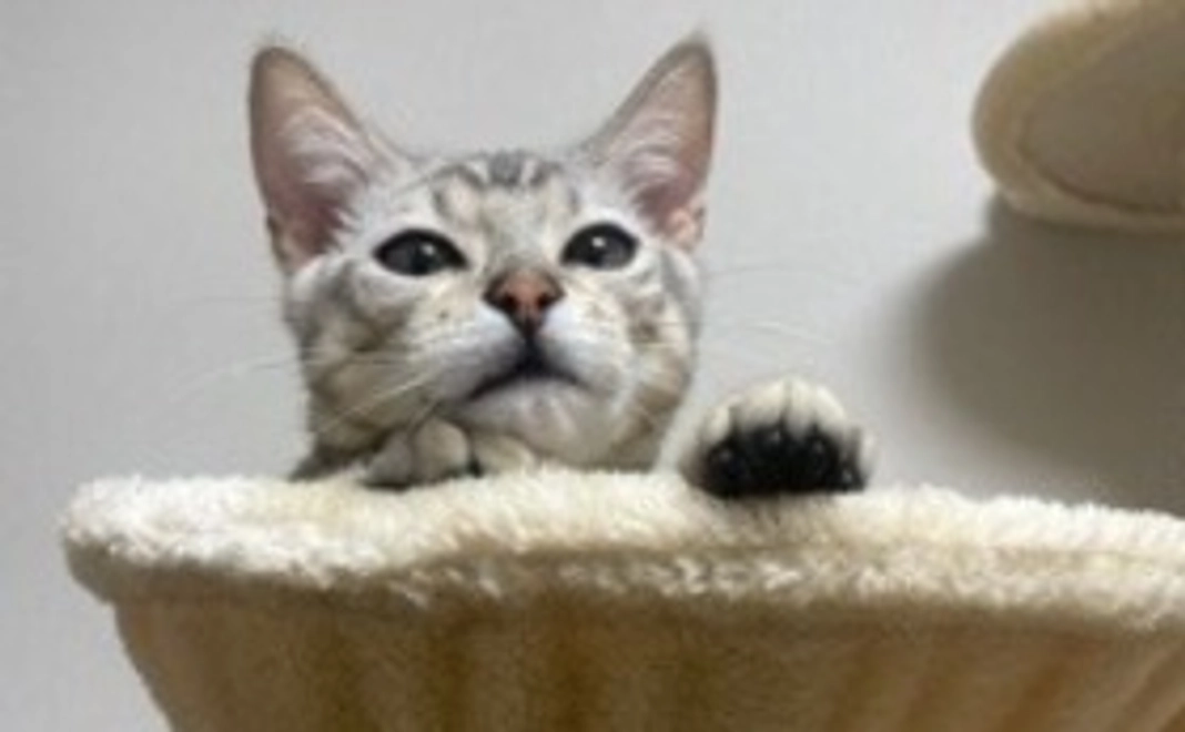 こてつ応援(3000円)