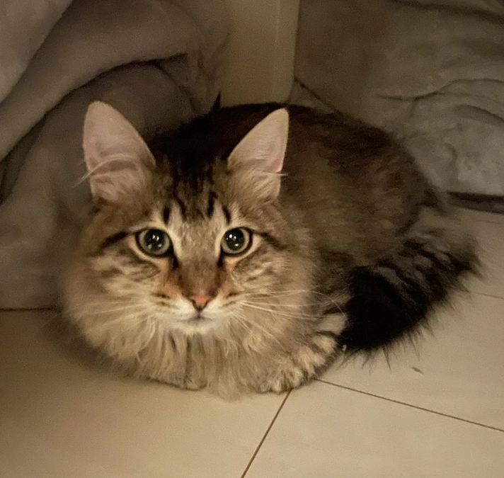 ご支援への感謝と、経過観察5日目のちゃむ…🥲