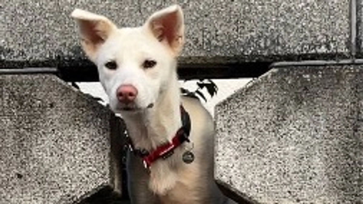 ハナマルワン様から応援メッセージをいただいております！