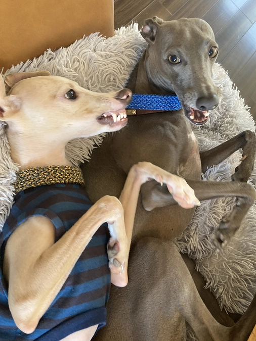 今日のレオーネ