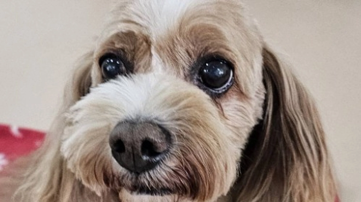 【シニアドッグサポーターで幸せになりました】一度は里帰りしたディーボ、新たな里親さんの元へ