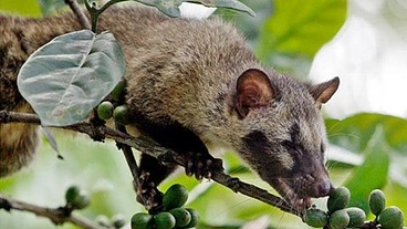 野生のジャコウネコを守る、極上のコピルアクをコーヒー好きのあなたへ のトップ画像