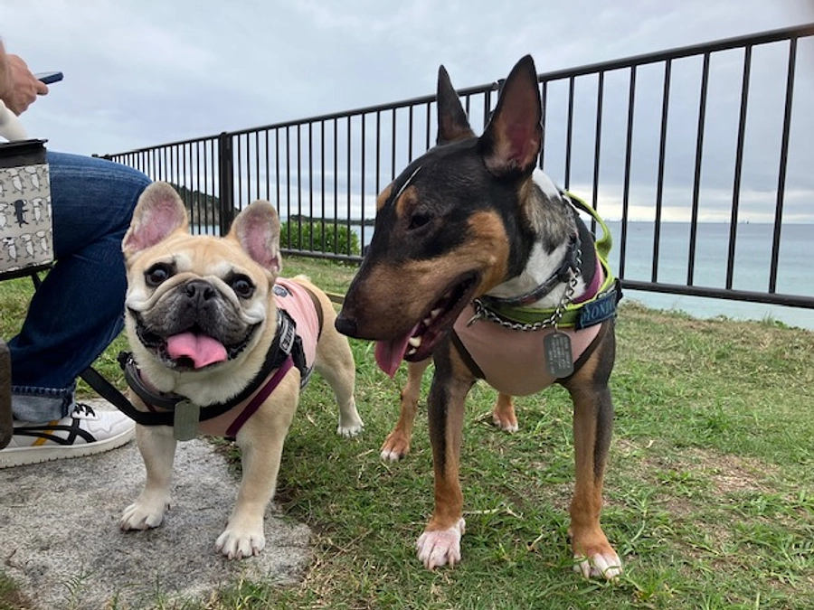 ちくわ🐶のその後の経過報告　2年後