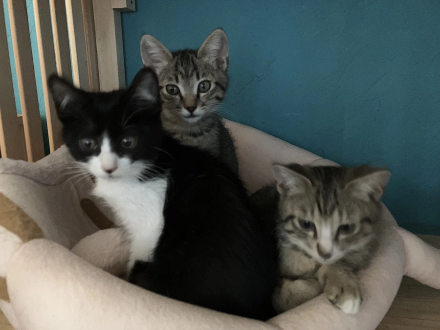 【350万円まであと少し】シェルターでの生活には限界が😿のんびり出来るお家を探してあげたい。