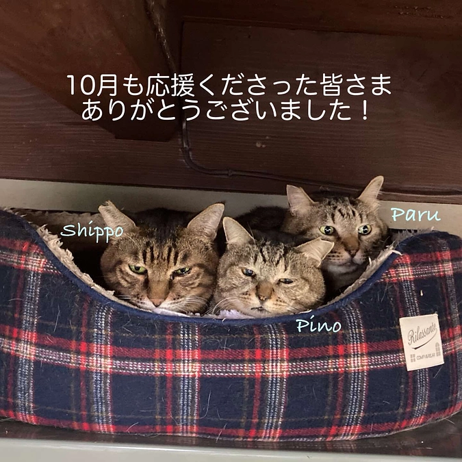 継続寄付9月分のご報告と10月の収支報告