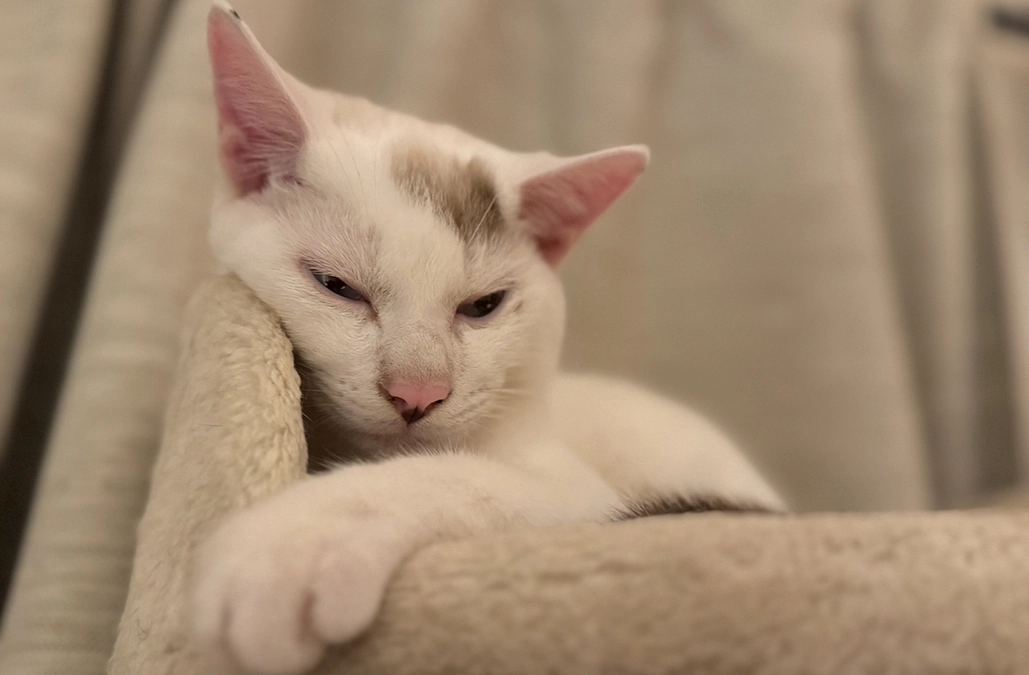 アッシュとの対面練習