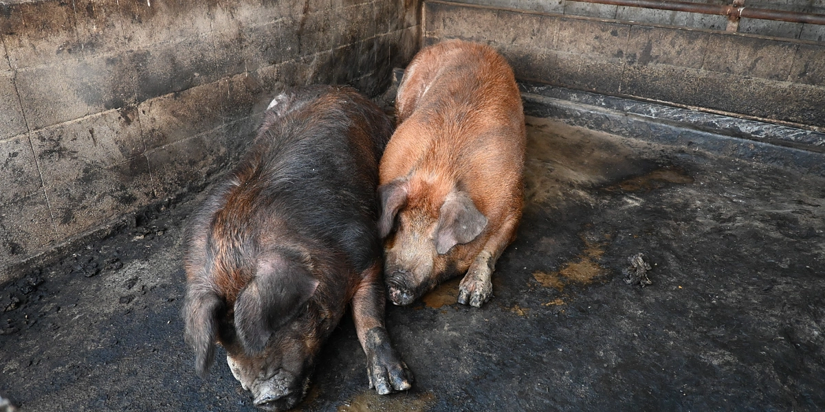もともとの環境では、鬱状態でした