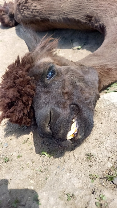 畜舎の床、工事日が決まりました