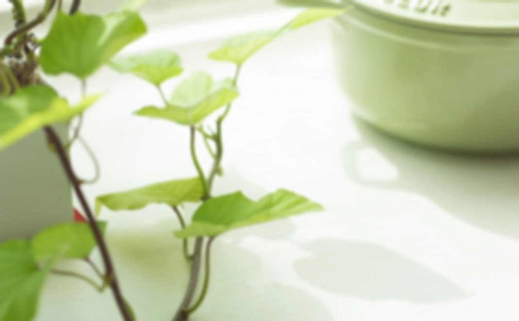 【tomarigiの枝】