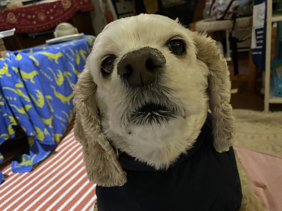 80名の皆様、728000円有り難う御座いました　あと4時間で終了です　最後の応援お願い致します