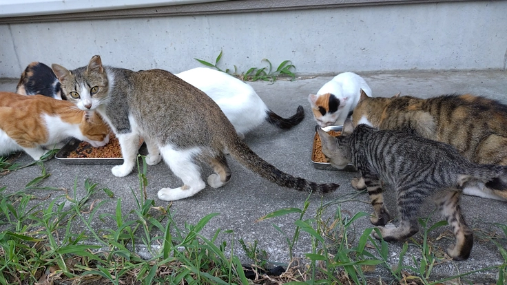 25匹の猫たちの暮らしを守りたい。