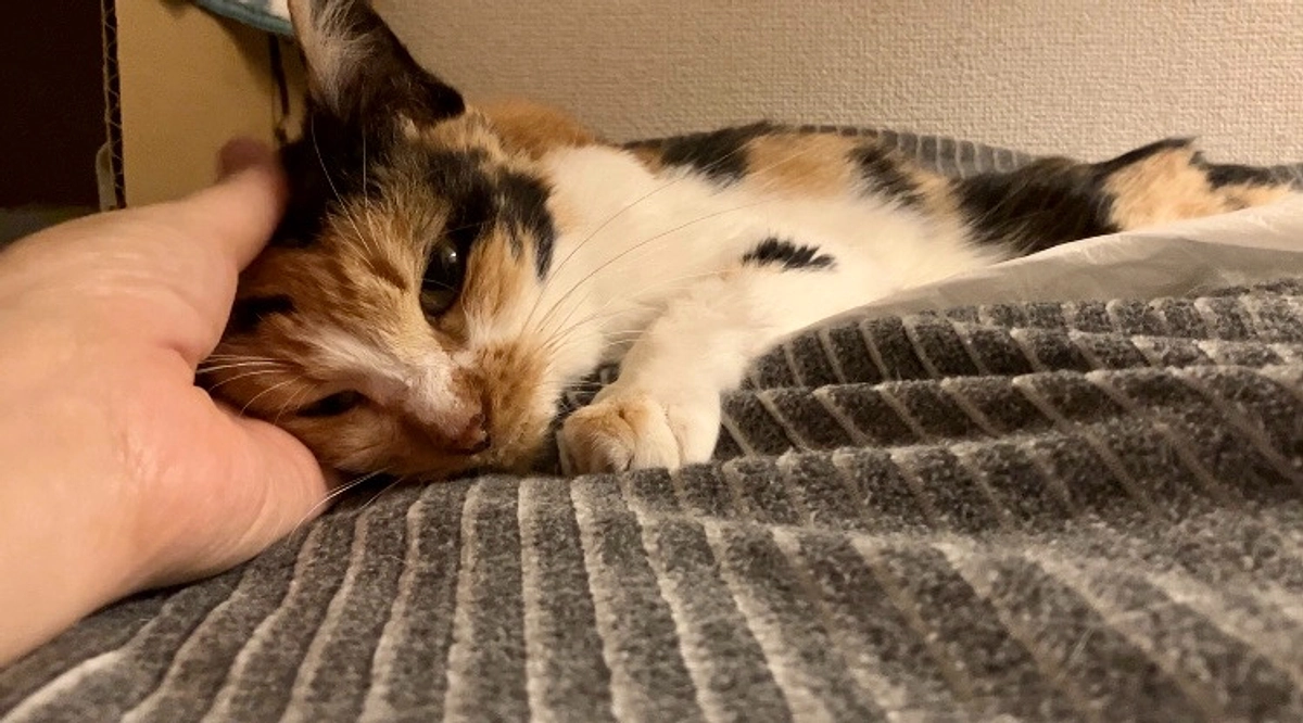 引っ越し置き去り猫さくらちゃん