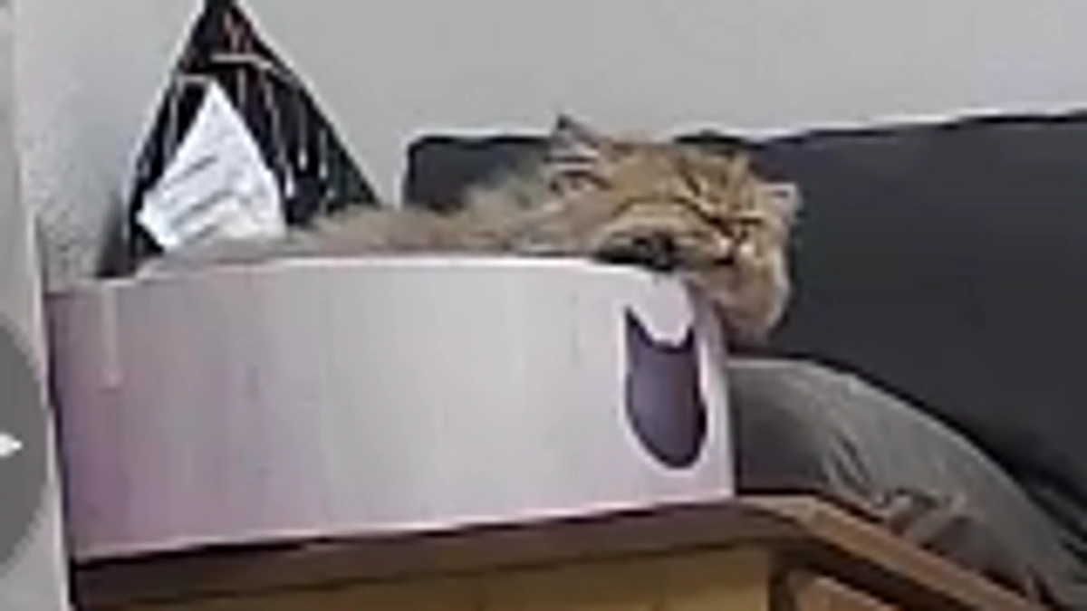 経過観察に入ってからのむぎ