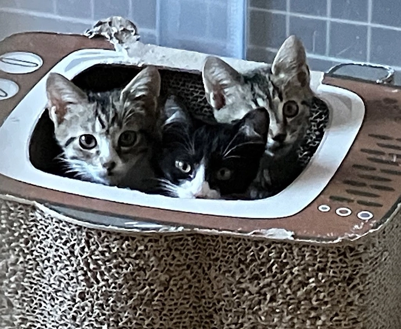 不幸な子猫を増やさない為の避妊去勢手術！