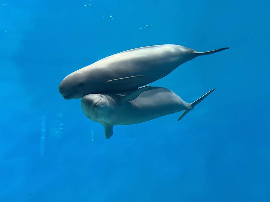 NHK総合「おはよう関西」