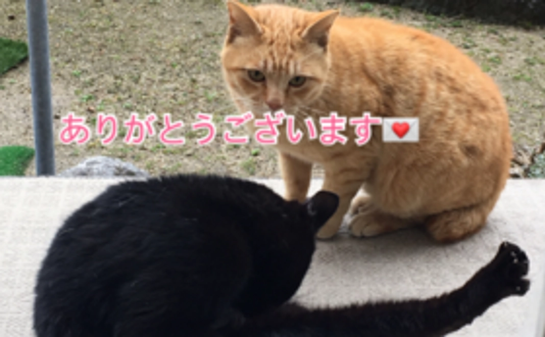 ご支援の全てを資金に大切に使わせていただきます。