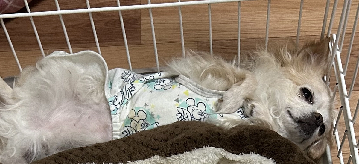 夜中の咳がとても辛そうでした💦