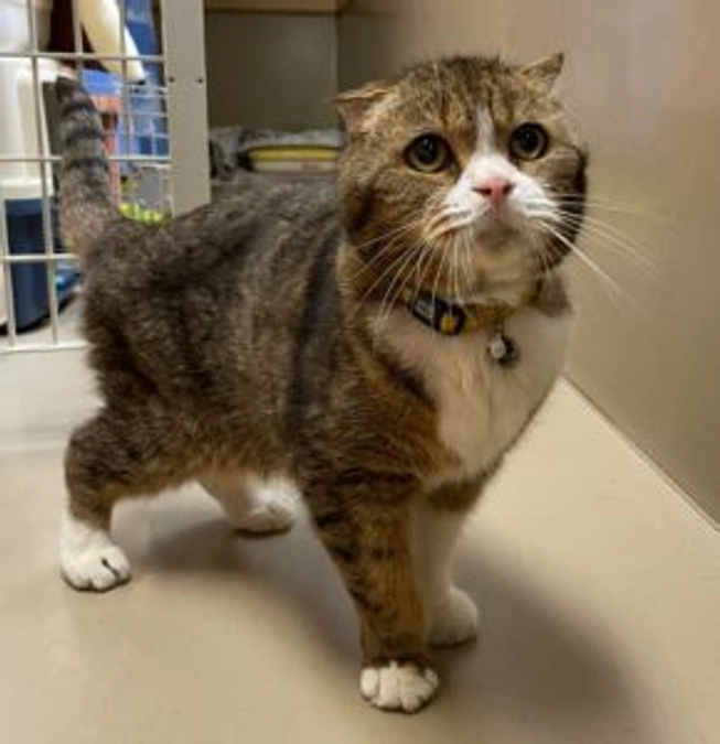 保護動物達の紹介⑤治療が必要な猫達ーその1ー