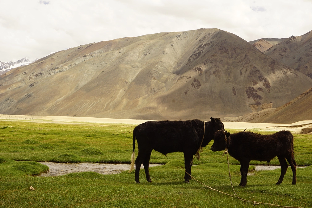 ラダックの遊牧民の今を知る〜パドマさんの視点〜