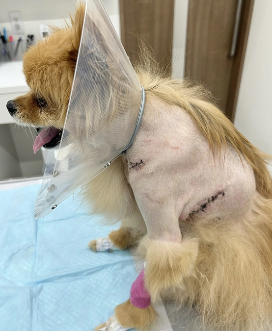 アポの命を優先してクラファン達成を待たずに手術を受けました