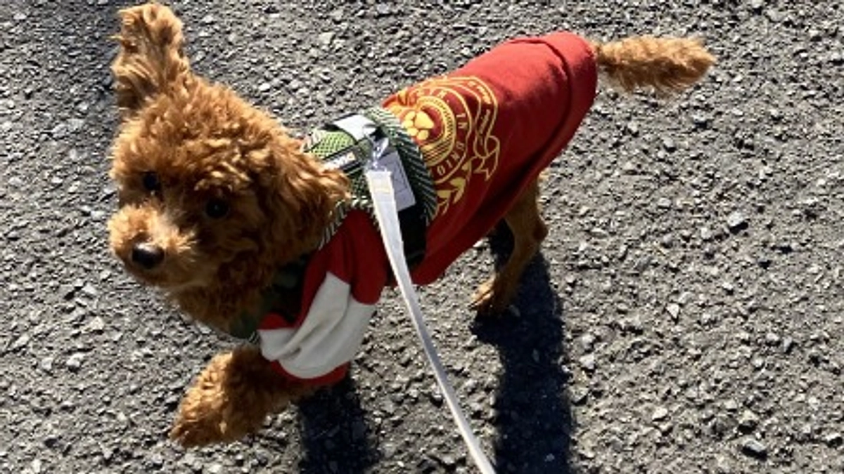 最近の運動の様子