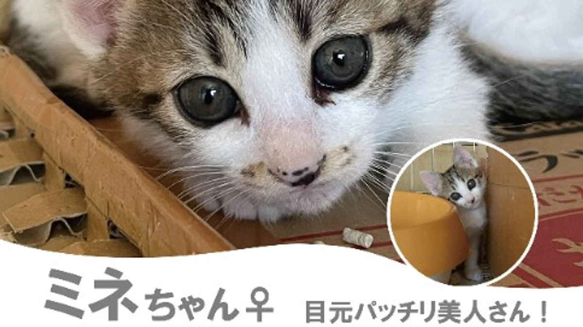 子猫２頭が譲渡会デビューします