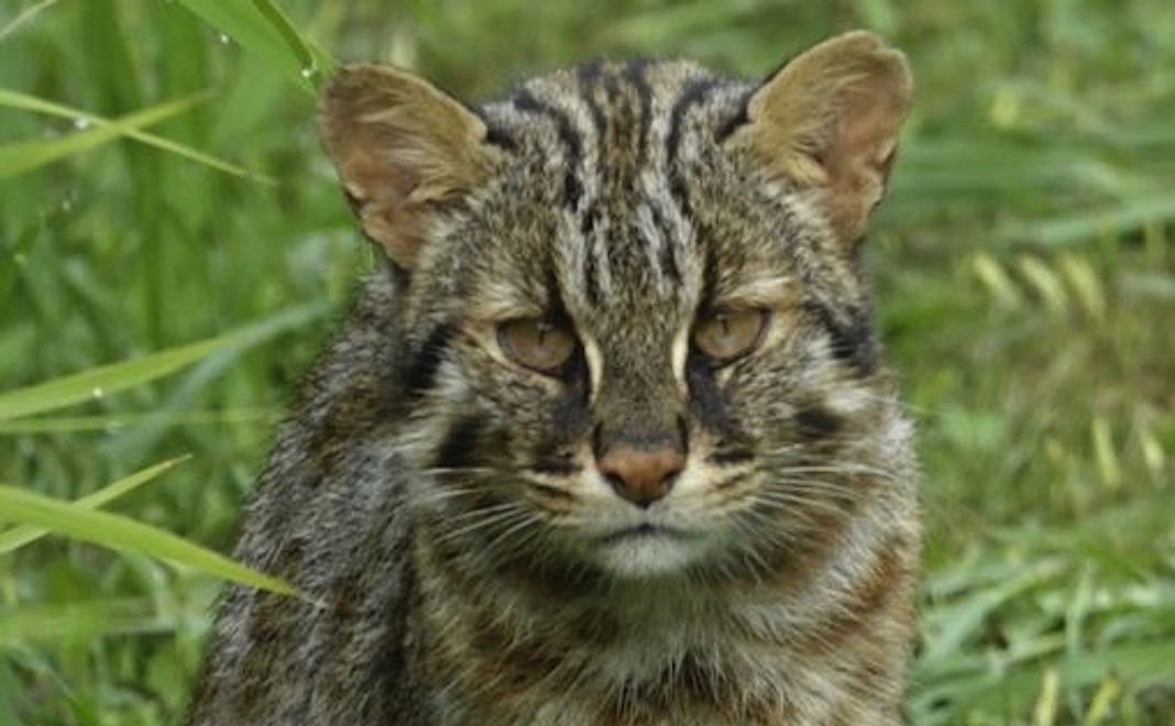 ご寄付のみ3000円コース