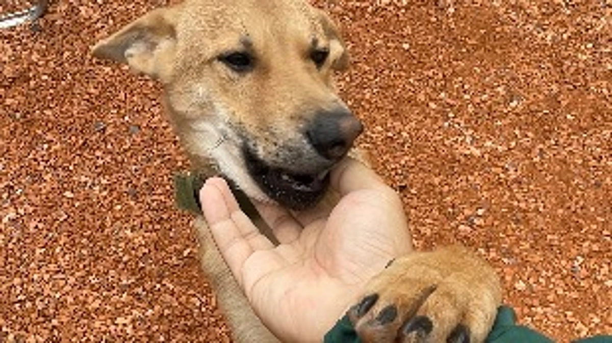 今日は犬も猫も！みーんなで