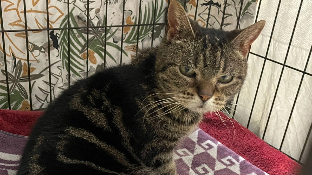 “はなこ”と“ぽにょ”　～今週も千葉県動物愛護センターから大人の猫を受け入れました～