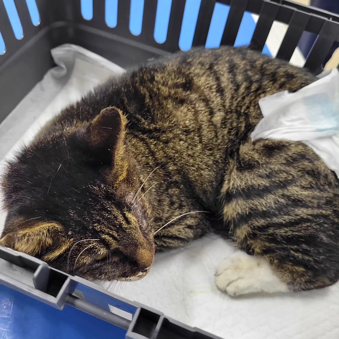 負傷猫　つなちゃんの受け入れ