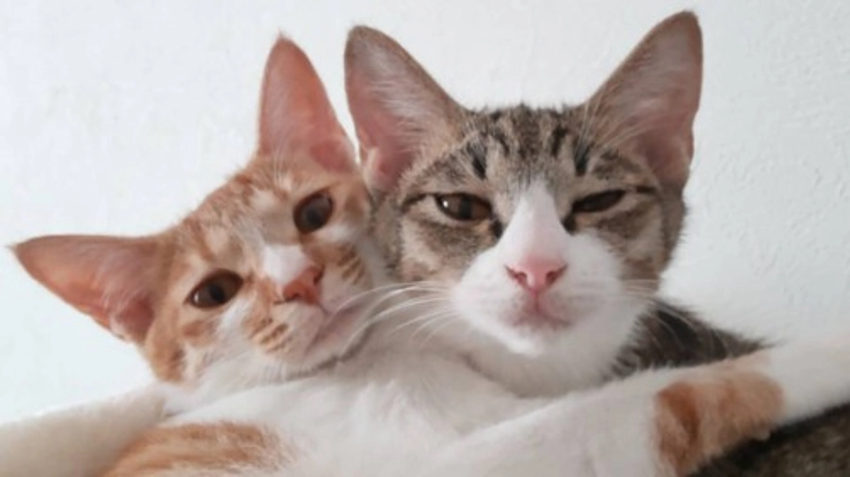 ずっとのおうちにつながったご縁　>^_^<